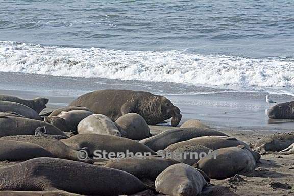 elephant seals 3 graphic